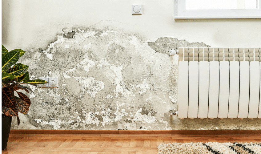 Mold in your home