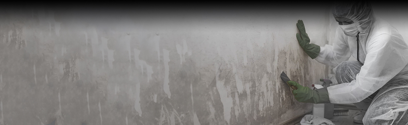 Mold Remediation service by Envida Dubai