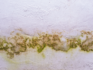 Mold Removal Dubai