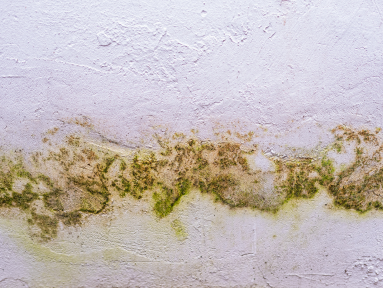 Stop Mold Before It Starts: Essential Prevention Tips for Property Owners