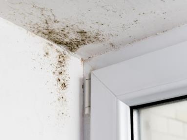 How to Plan a Mold Management Strategy for Large Commercial Buildings in the UAE